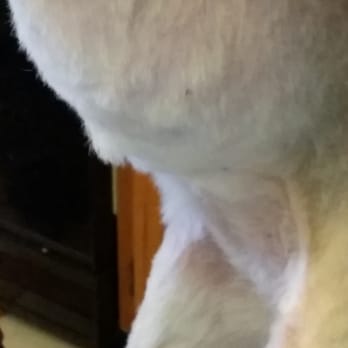Golden Paw - Stomach - Pet Groomers Near Me - Joplin, Missouri Golden Paw - Stomach - Pet Groomers Near Me - Joplin, Missouri