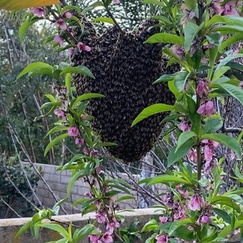 AA-Beekeeper - Pest Control Near Me AA-Beekeeper - Pest Control Near Me