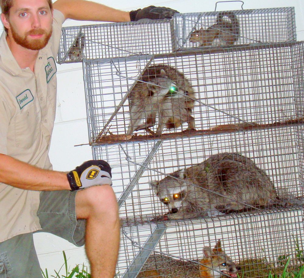 WHITEHALL WILDLIFE ANIMAL CONTROL Updated June 2024 19 Photos