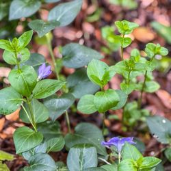 Miguelito Park - Flower blooms
