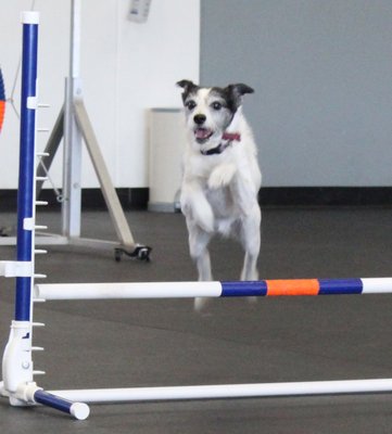 ZOOM ROOM DOG TRAINING - Updated June 2024 - 188 Photos & 96 Reviews