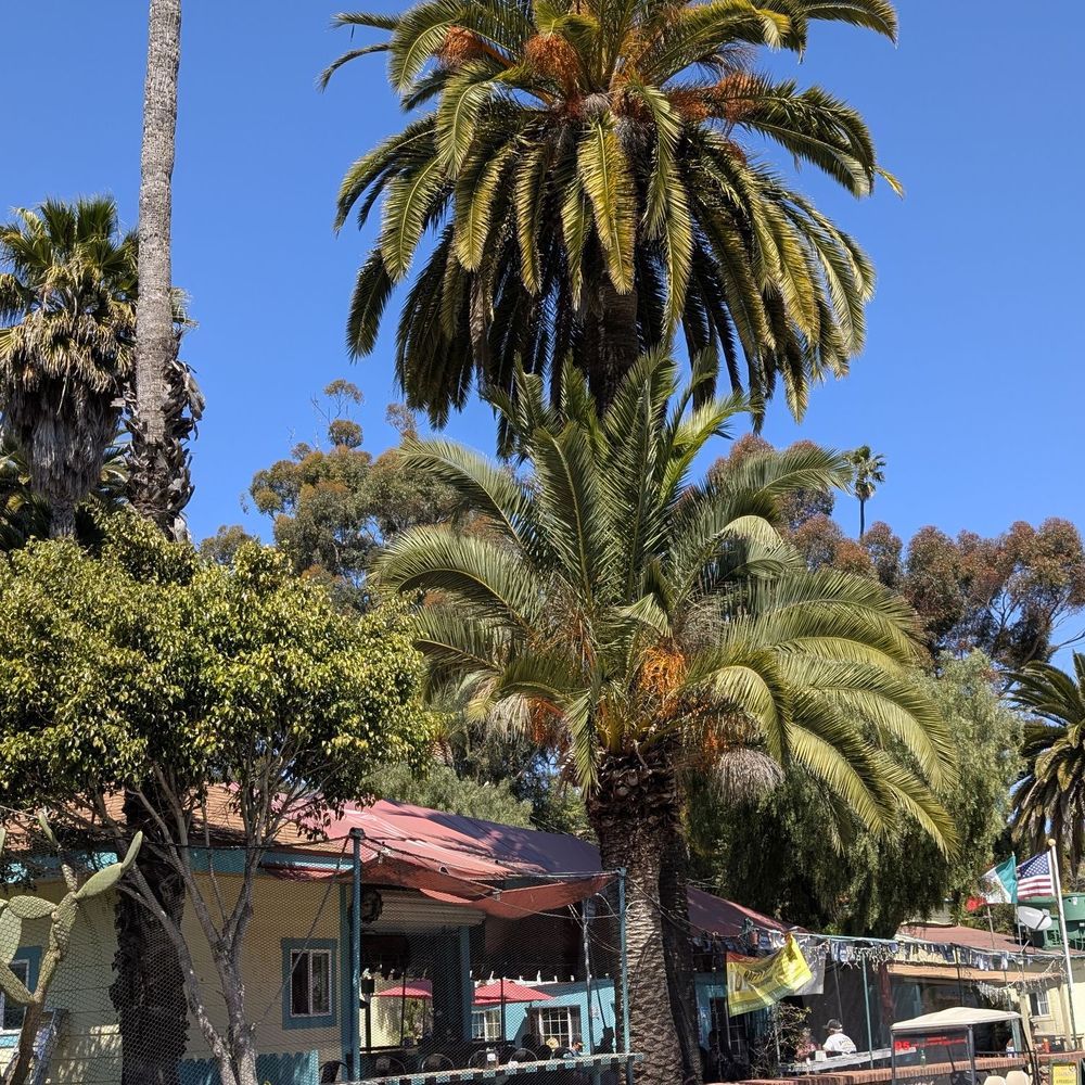 The Sand Trap - spot eh? #thesabdtrap - Mexican Near Me - Avalon, California The Sand Trap - spot eh? #thesabdtrap - Mexican Near Me - Avalon, California