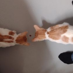 Kitty Kisses Cat Cafe