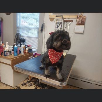 Debbie's Dog Grooming - Dog - Pet Services Near Me - Waterbury, Connecticut Debbie's Dog Grooming - Dog - Pet Services Near Me - Waterbury, Connecticut
