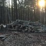 Photo of Dunn & Sons Tree Service