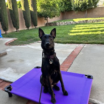 High Caliber Working Dogs - Dog Walkers Near Me High Caliber Working Dogs - Dog Walkers Near Me
