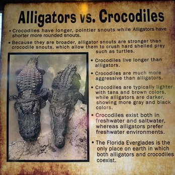 Gator Beach - The difference between an alligator and a crocodile. Great info. - Amusement Parks Near Me - Destin, Florida Gator Beach - The difference between an alligator and a crocodile. Great info. - Amusement Parks Near Me - Destin, Florida