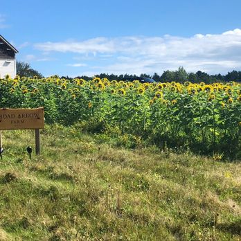 Broad Arrow Farm - a field of sunflowers - Farmers Market Near Me - Bristol, Maine Broad Arrow Farm - a field of sunflowers - Farmers Market Near Me - Bristol, Maine