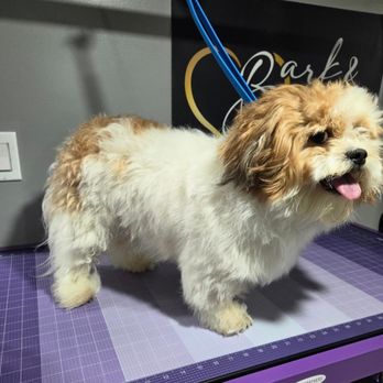 Bark & Bougie - Before - Pet Groomers Near Me - Franklin Square, New York