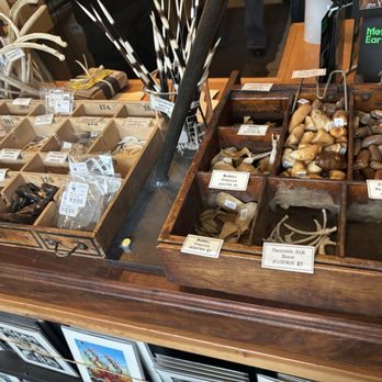 Paxton Gate - Shark teeth and all the other fun things they offer - Jewelry Near Me - Portland, Oregon