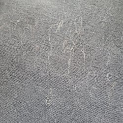 Hertz Rent A Car - Dog hair on the floor