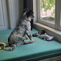 4 Paws 4 Life Animal Rescue