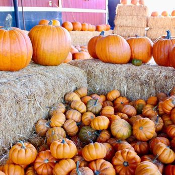 Greenspot Farm - Pumpkin shots - Farmers Market Near Me - Mentone, California