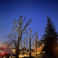 Silva Tree Services