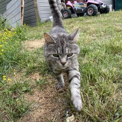 Horse & Hound - Very loving barn cat