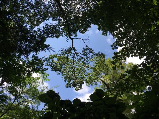 Clifford Park by null