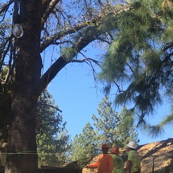 Ironwood Tree Service - a man cutting a tree with a chainsaw - Tree Services Near Me - Penn Valley, California Ironwood Tree Service - a man cutting a tree with a chainsaw - Tree Services Near Me - Penn Valley, California