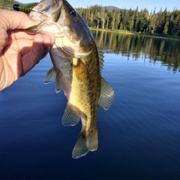Not a huge fish, yet super fun to catch! August 2023
