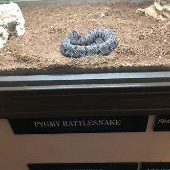 Delta Rivers Nature Center - Pygmy rattlesnake. - Landmarks & Historical Buildings Near Me - Pine Bluff, Arkansas