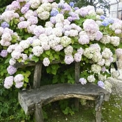 Kathy Selz Landscaping Maintenance - I live my hydrageas