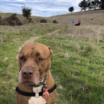 Primal Canine - Pet Training Near Me - Gilroy, California Primal Canine - Pet Training Near Me - Gilroy, California