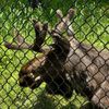 Maine Wildlife Park gift card