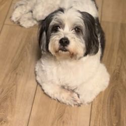 Genesis Dog Grooming