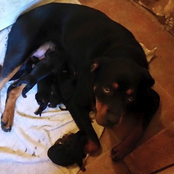 German Select Rottweilers - Pet Breeders Near Me - Hillsville, Pennsylvania
