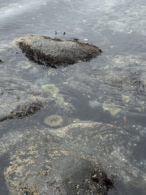 Yaquina Head Outstanding Natural Area by null