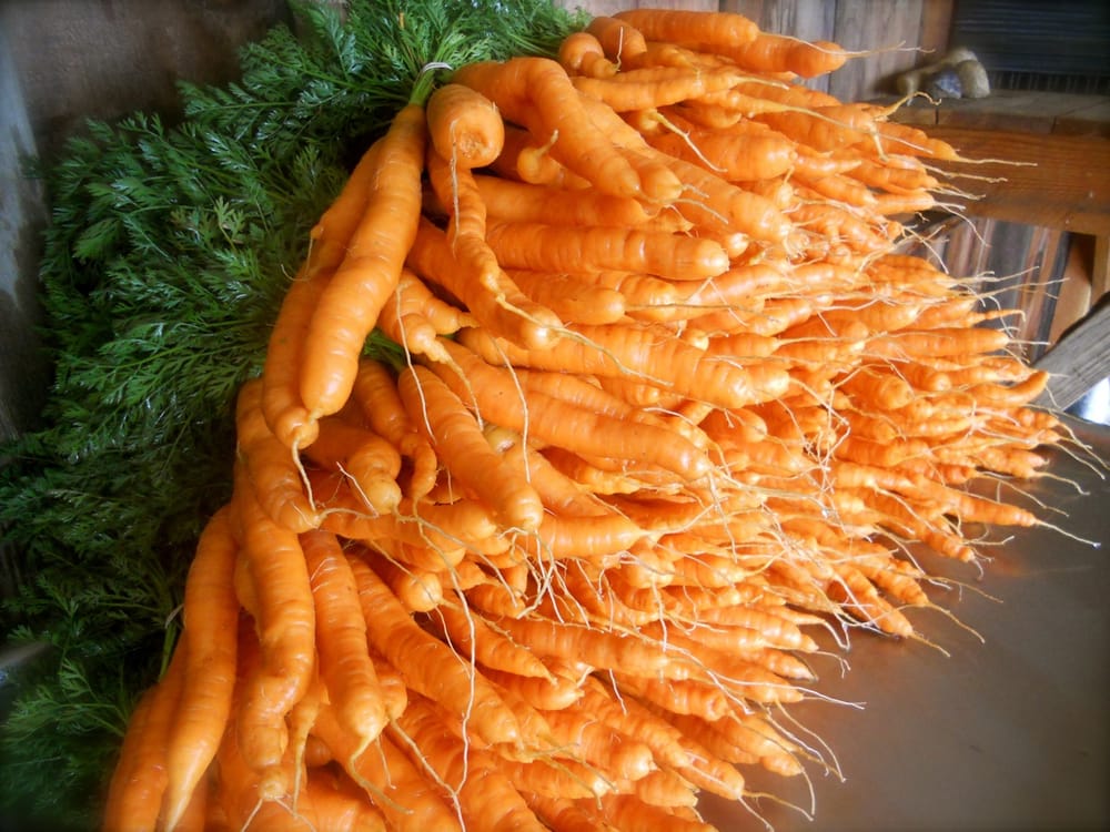 Mendocino Organics Logo