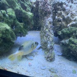 Discount Aquarium Fish and Reef - Yellow belly puffer