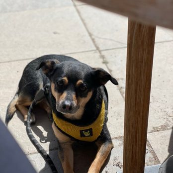 Avant Garde Aleworks - Puppy friendly patio! - Breweries Near Me - Estes Park, Colorado Avant Garde Aleworks - Puppy friendly patio! - Breweries Near Me - Estes Park, Colorado