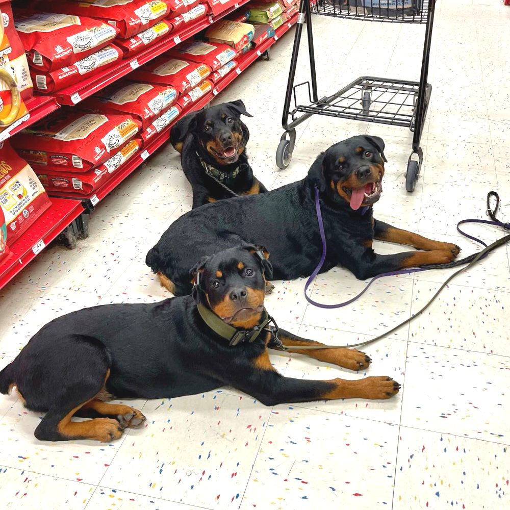 MCWREATH DOG TRAINING & BOARDING Request an Appointment 23 Photos