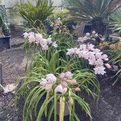 Abe Nursery