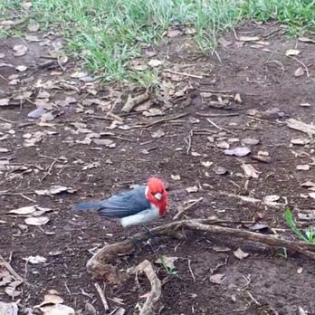 Awa'awapuhi Trail - Wildlife - Hiking Near Me