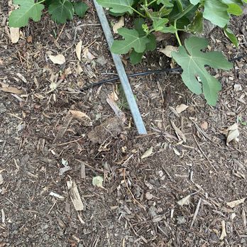 Big Green Tree Service & Landscape - Tree Services Near Me