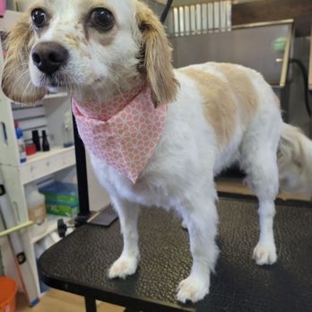Home Baby Grooming - Pet Groomers Near Me Home Baby Grooming - Pet Groomers Near Me