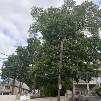 Estrada Tree Service - Large tree that needed trimming. - Tree Services Near Me Estrada Tree Service - Large tree that needed trimming. - Tree Services Near Me