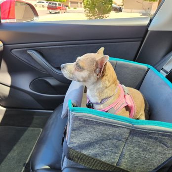 Arizona Small Dog Rescue - Maya - Animal Shelters Near Me - Tempe, Arizona