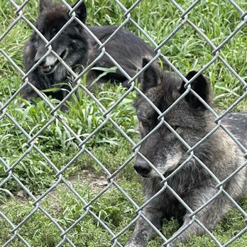 Wolf Hollow - Community Service/Non-Profit Near Me - Ipswich, Massachusetts
