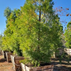 San Antonio Nursery - 36" Box Podocarpus Gracilior. $320 each.