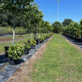 Murray Outdoor - Gardenias - Lawn Services Near Me Murray Outdoor - Gardenias - Lawn Services Near Me