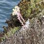 Photo of Soberanes Point