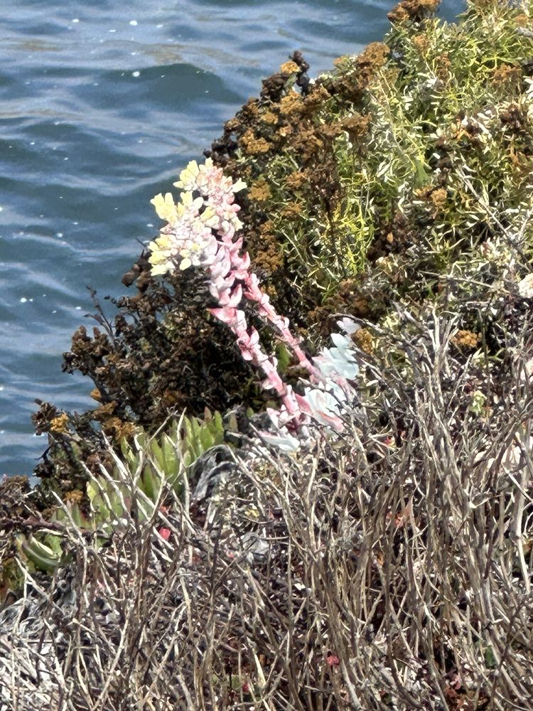 Soberanes Point Logo