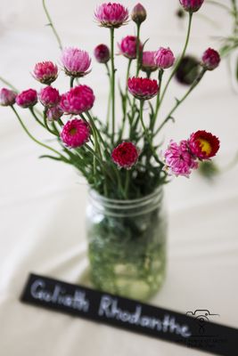 Baker Creek Heirloom Seed Company by null
