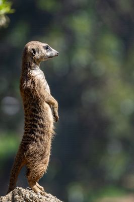 Oakland Zoo by null
