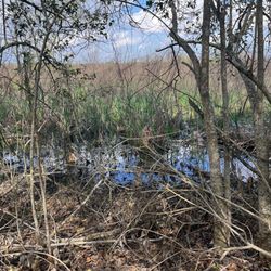 El Franco Lee Park - Protected reservoir that hosts birds, alligators and more.