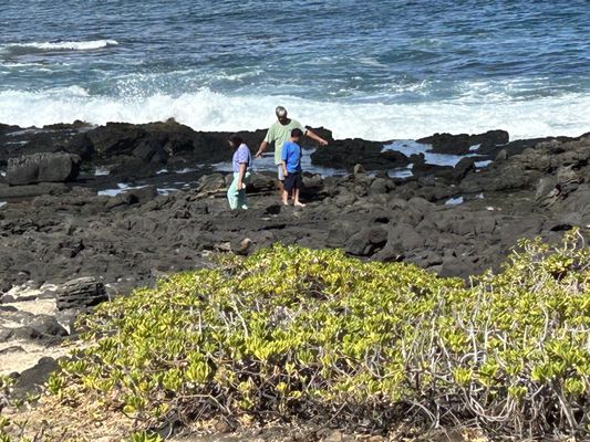 Makapuu Beach Park by null