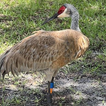 Malabar Community Park - Sandhill Crane - Parks Near Me - Malabar, Florida