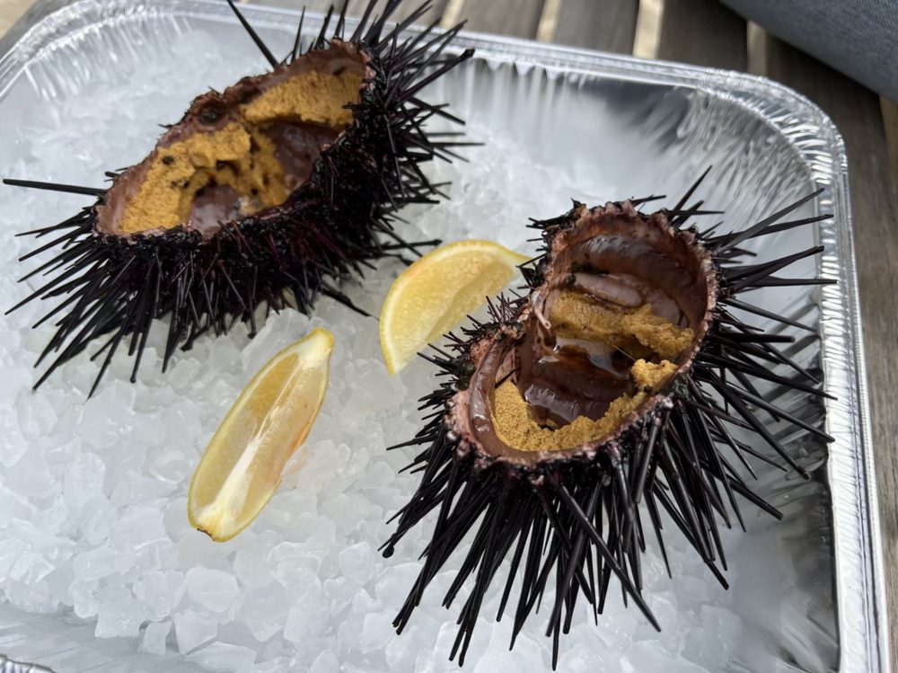Easy Sea Urchin Taste Explained & Compared 2023 AtOnce